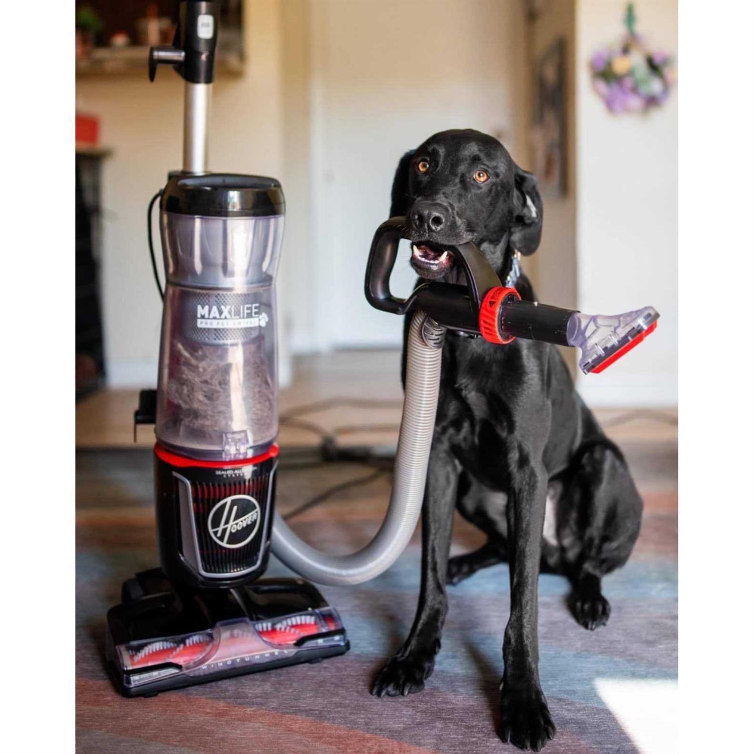 Hoover MAXLife Pro Pet Swivel - Image 3