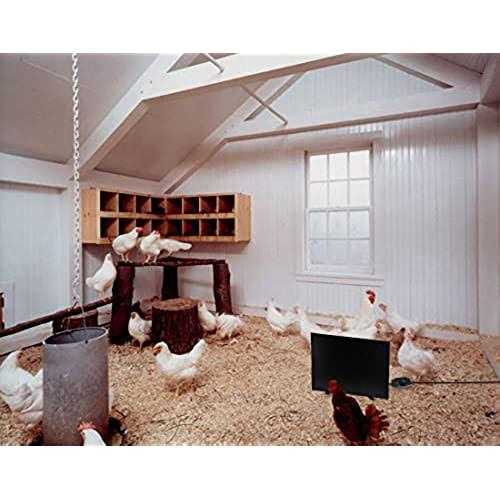 H&G lifestyles Chicken Coop Heater Radiant Heat Warmer Cozy Chicken Coop for Winter Energy Efficient Design Safer Than Brooder Lamps 120W - Image 4